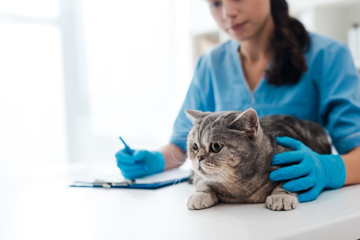 veteriner hekimin masasında duran kedi