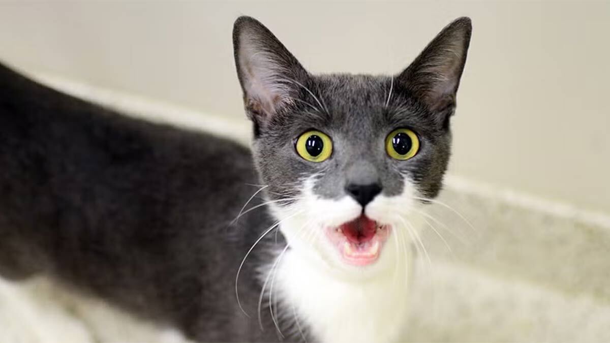 Kedilerde-Kızgınlık-Nasıl-Geçer2.jpg