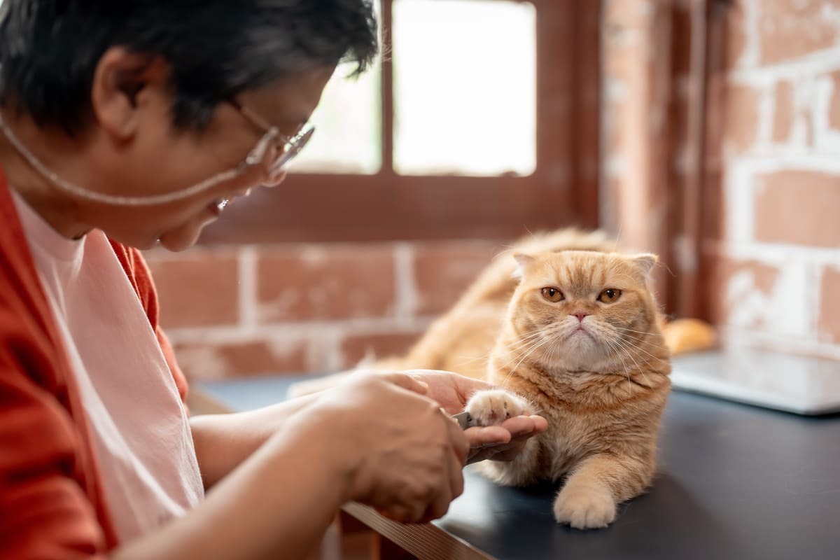 tırnakları kesilen kedi