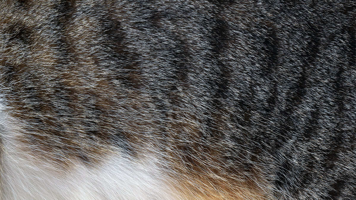 kedi vücudu görünümü
