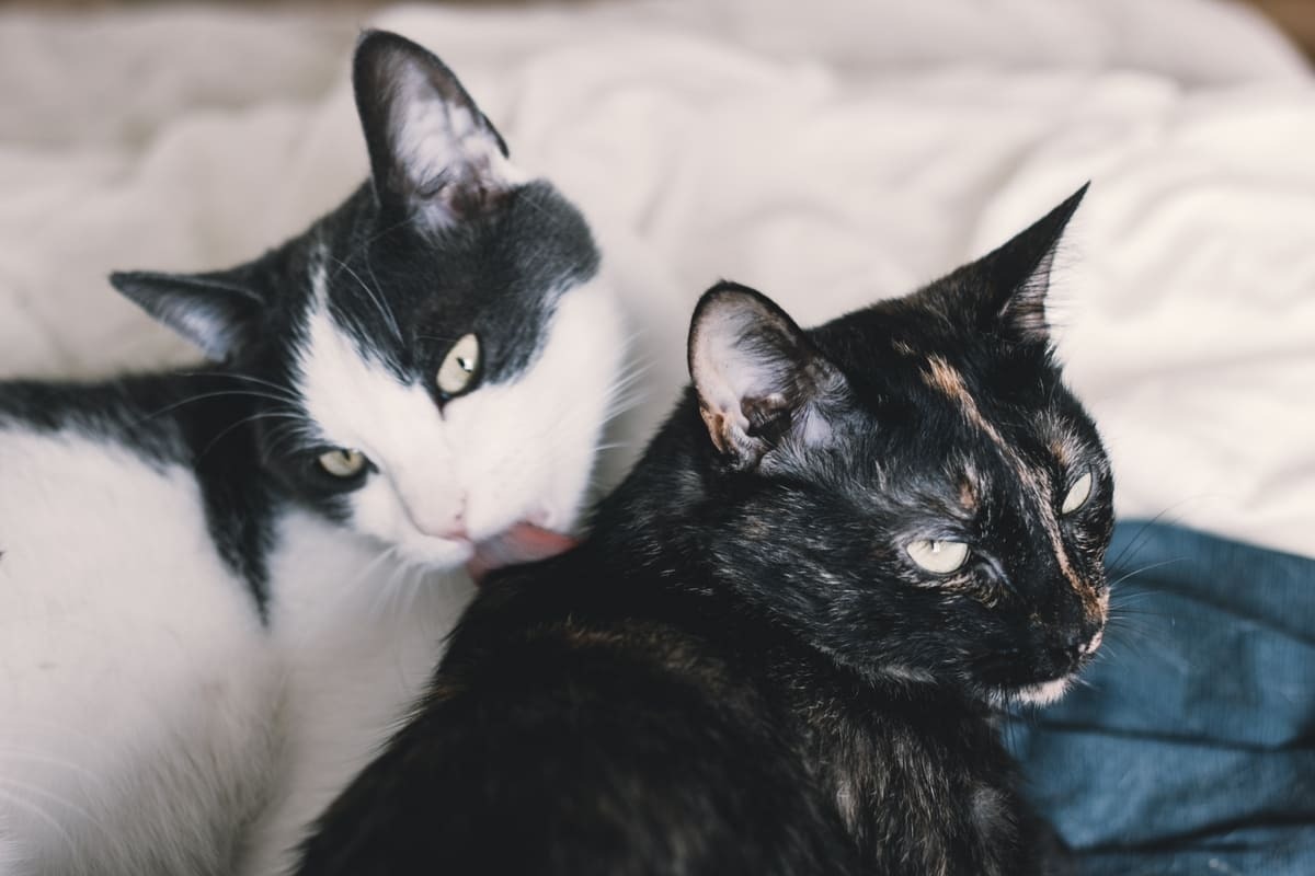 yan yana takılan iki kedi