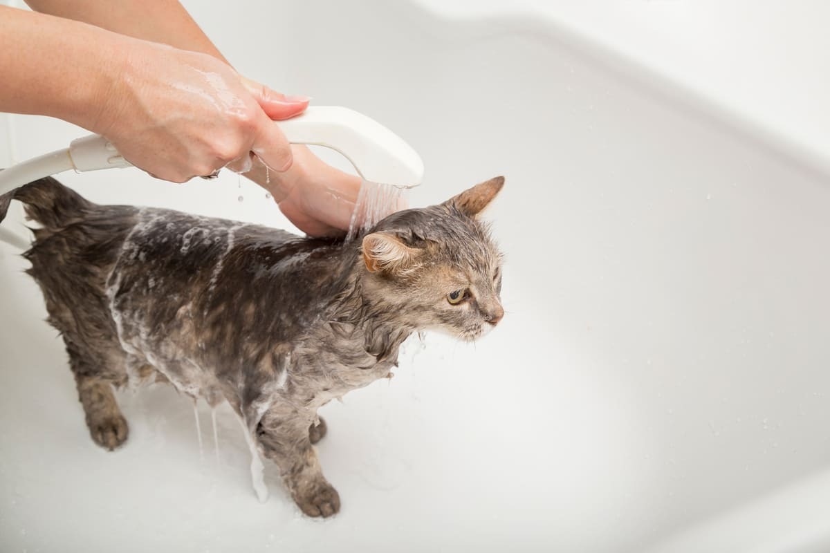 banyo yaptırılan kedi