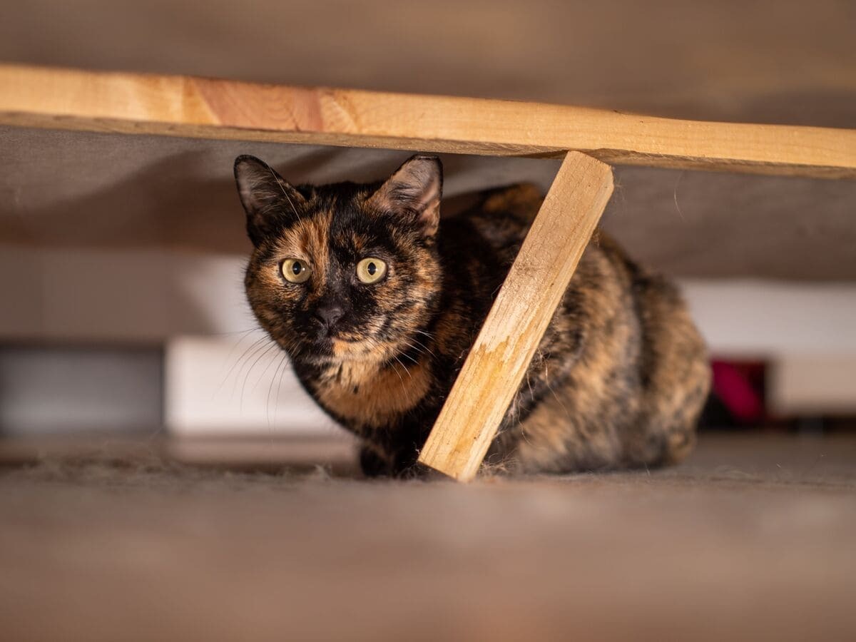 saklanan kedi