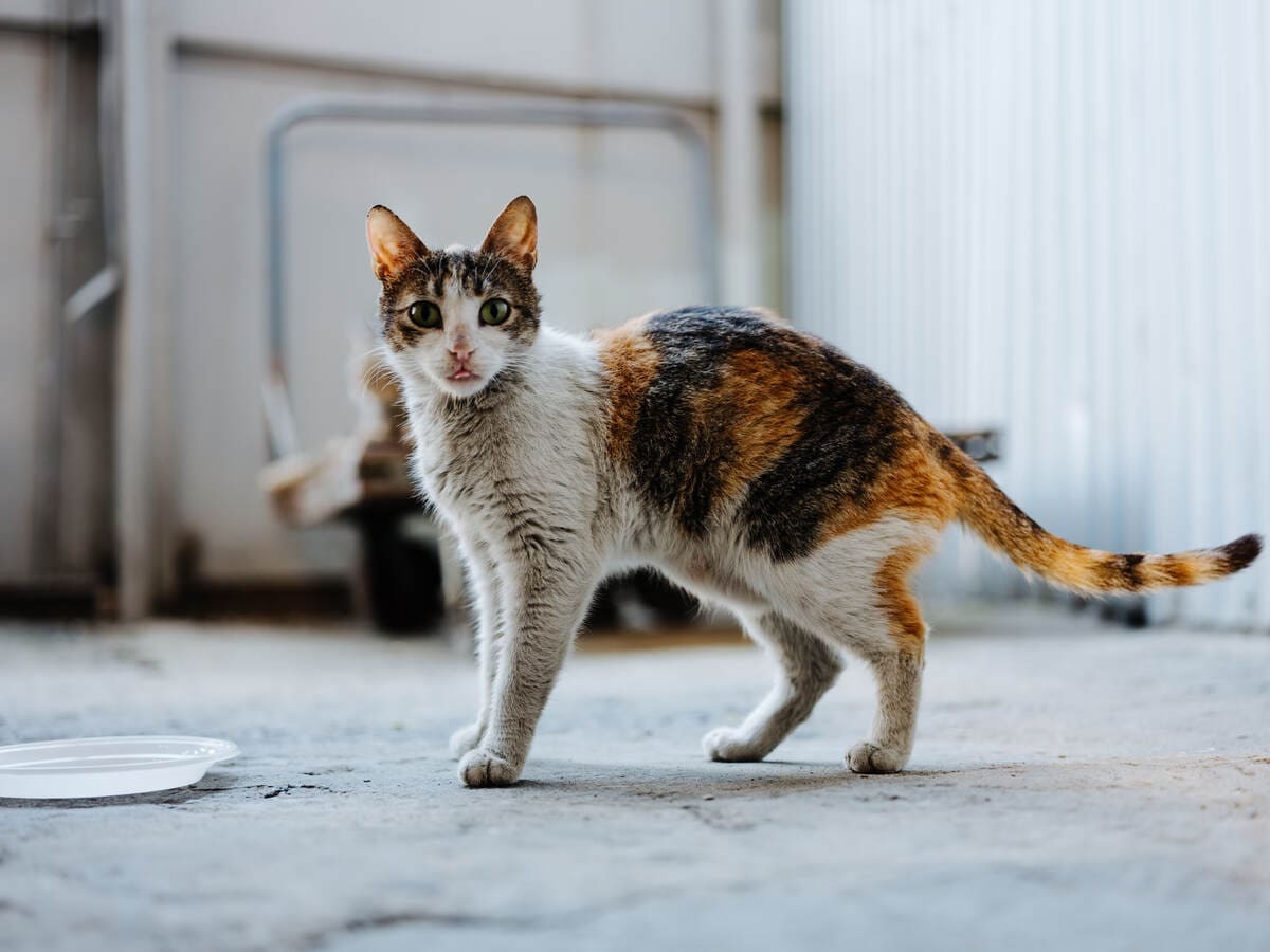tüyleri girlenmiş, gergin ve kambur duran kedi