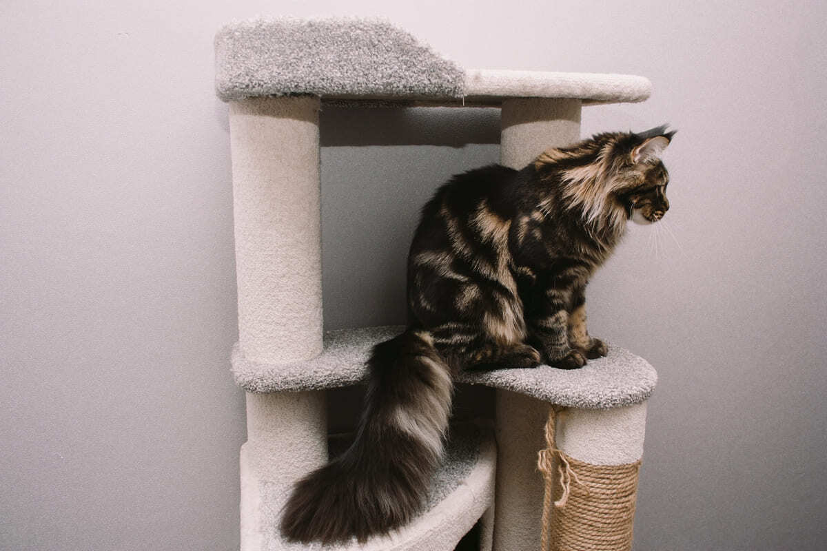 kedi ağacına tırmanmış kedi