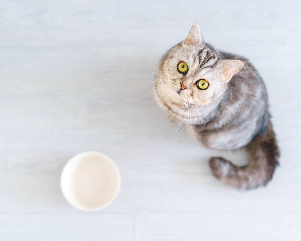 boş mama kabının yanında yukarı bakan kedi