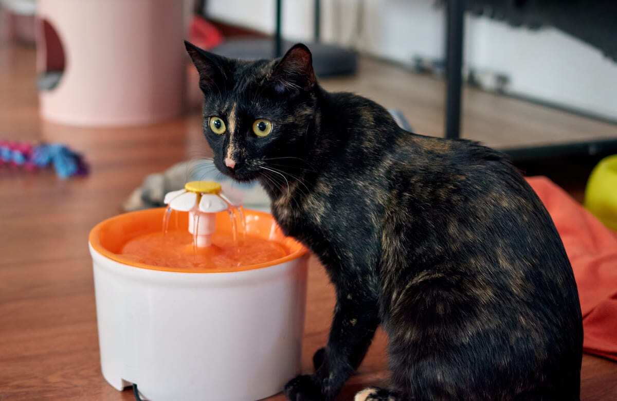 su pınarının başında duran kedi