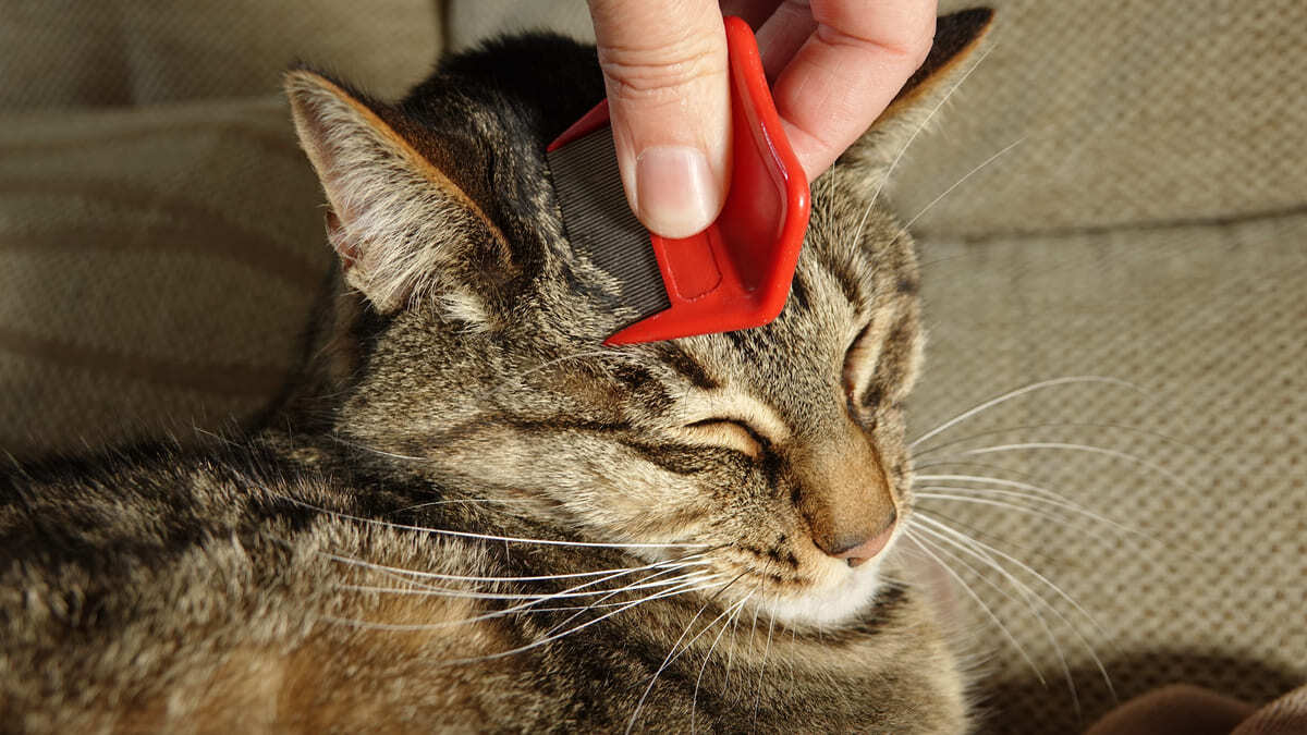 pire tarağı ile kafa bölgesi taranan kedi