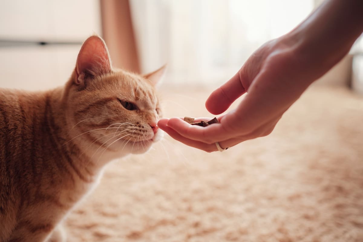 sahibinin elinden mama yemek için uzanan kedi