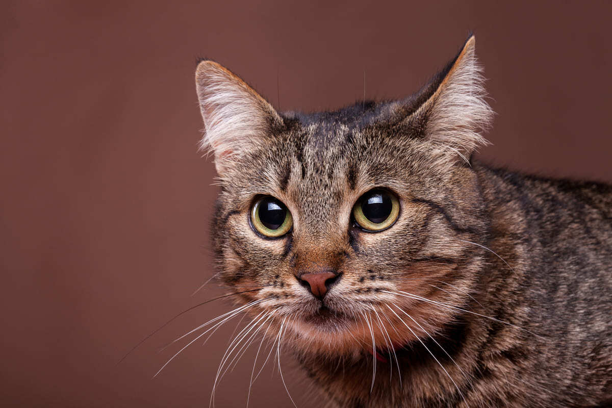 tekir kedi