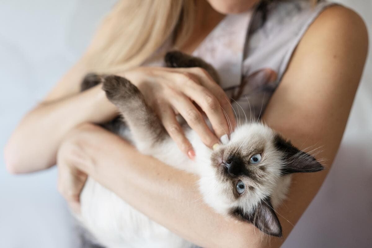 kucakta duran kedi