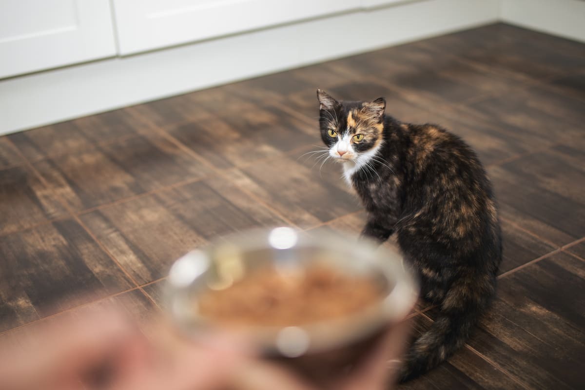 yaş mama kasesine doğru bakan kedi