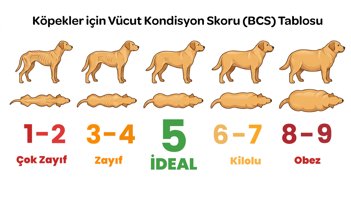 köpek bcs tablosu