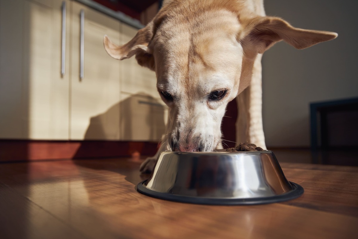 Köpek-Günde-Kaç-Öğün-Yemeli-1791885583.jpg