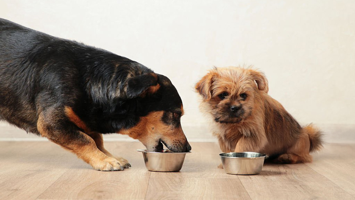 Köpek-Mamalarında-Hayvansal-Yan-Ürünler--yaşam-evreleri.jpg