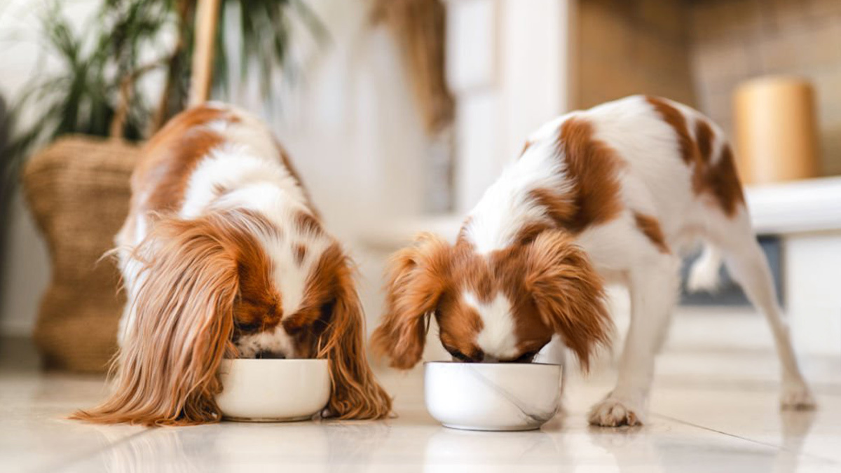 Köpek-Mamalarında-Hayvansal-Yan-Ürünler-1.jpg