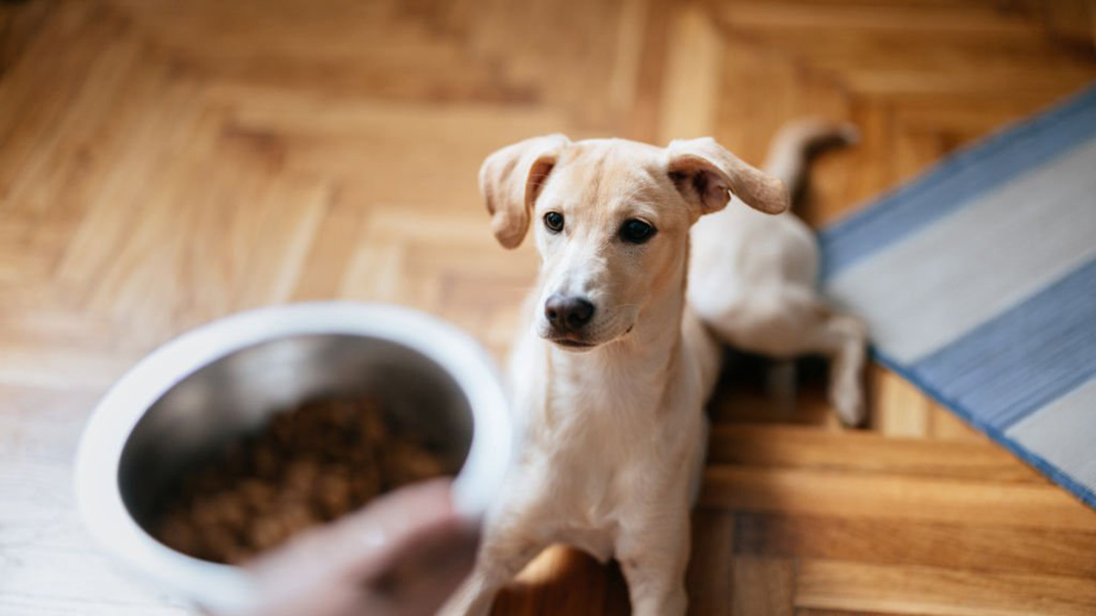 Köpek-Mamalarında-Hayvansal-Yan-Ürünler-3.jpg