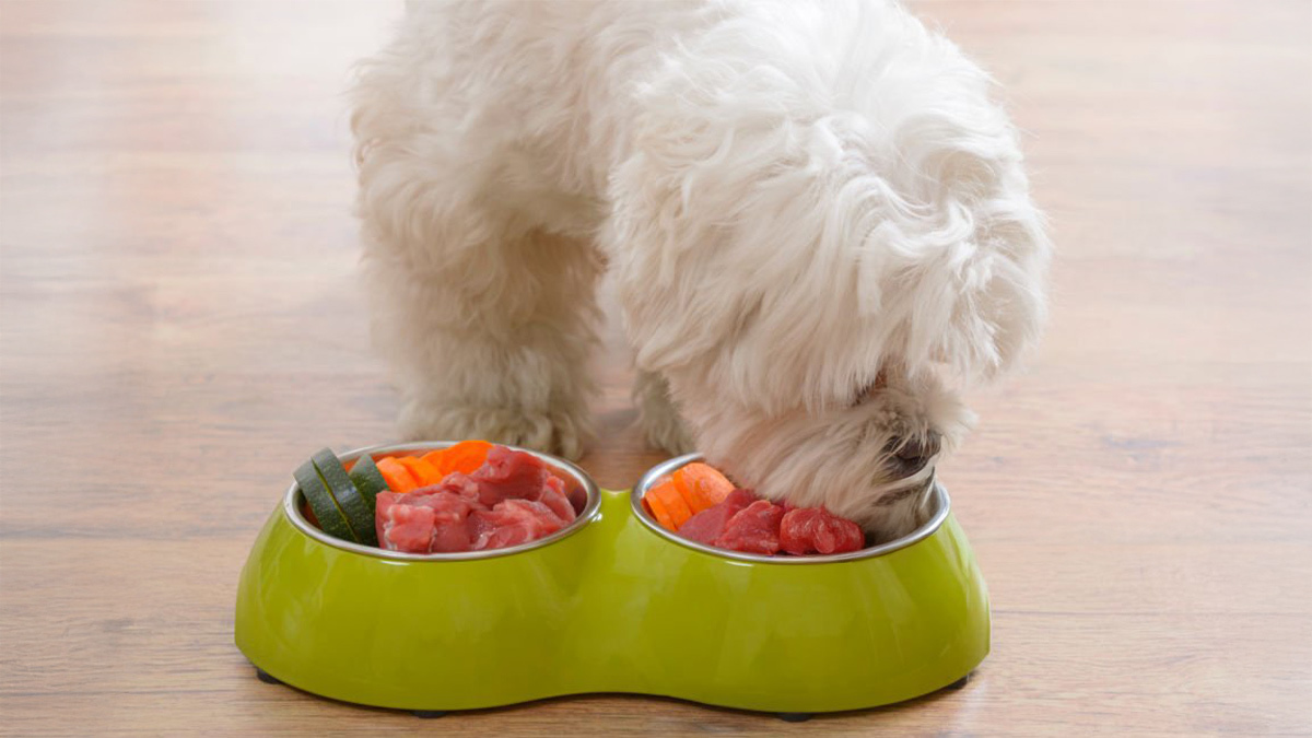 Köpek-Mamalarında-Hayvansal-Yan-Ürünler-4.jpg