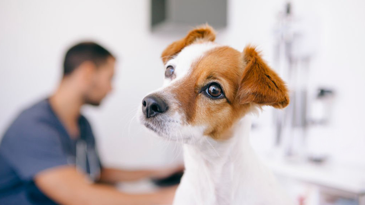 Köpek-Neden-Kaşınır1.jpg