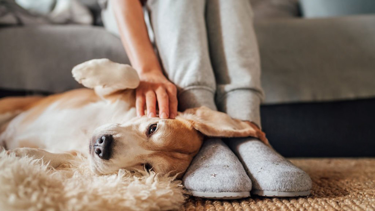 Köpek-Sahipleneceklerin-Bilmesi-Gerekenler--ev-yaşam-alanı-1.jpg