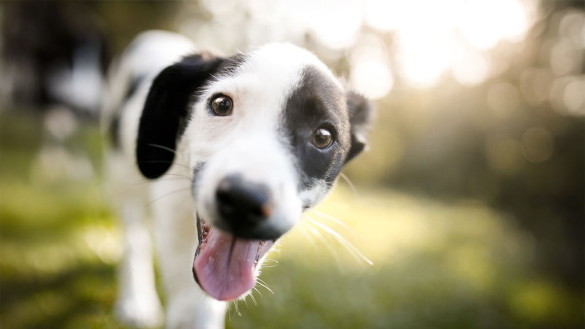 Köpek-Sahipleneceklerin-Bilmesi-Gerekenler--yavru-köpek-1.jpg