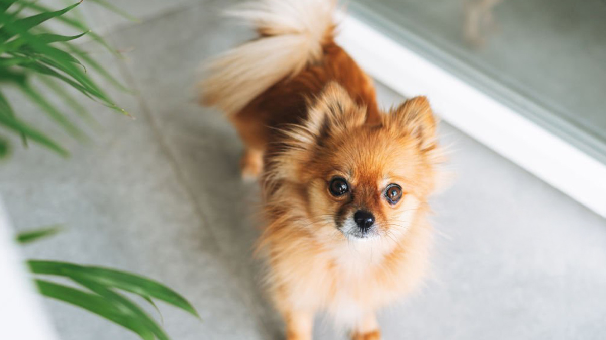 Köpek-Sahipleneceklerin-Bilmesi-Gerekenler--ırk-mı-karakter-mi-1.jpg