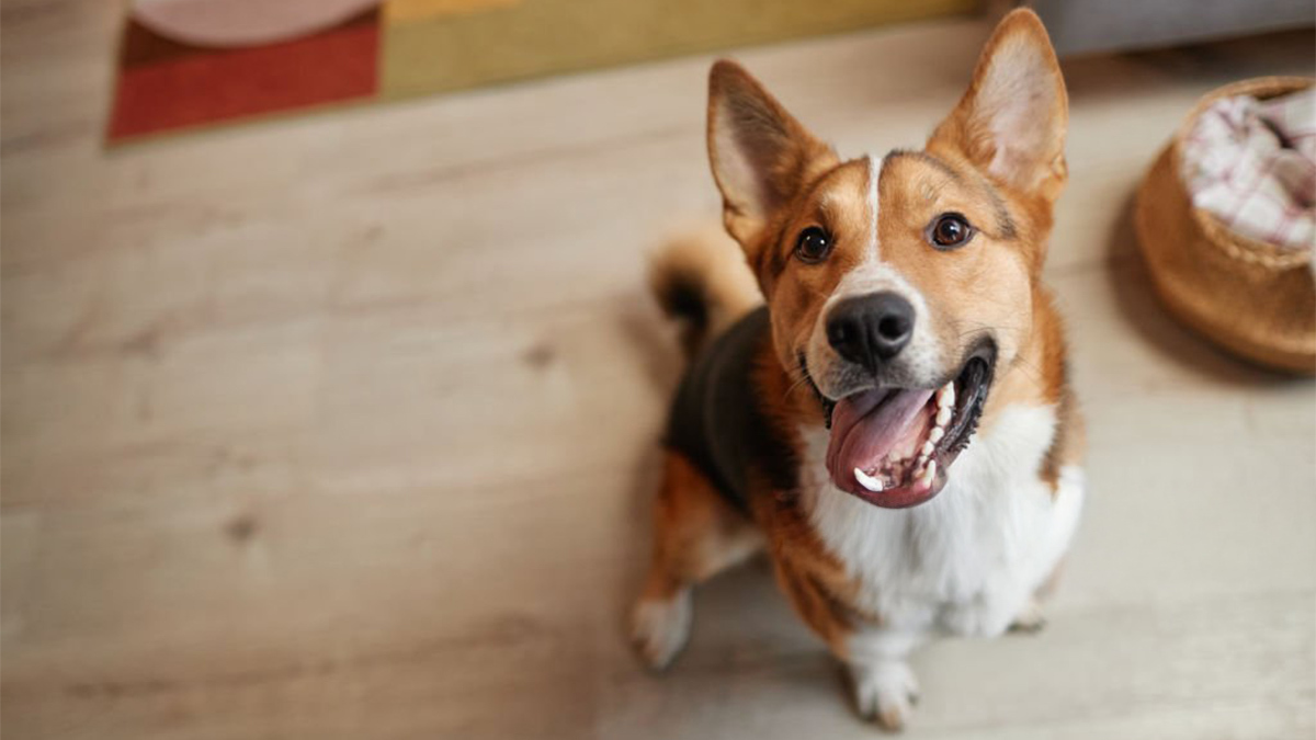 Köpek-Sahipleneceklerin-Bilmesi-Gerekenler-1-1.jpg