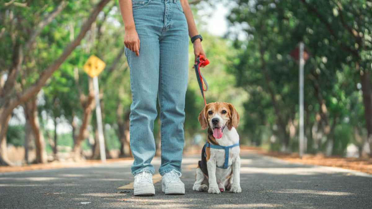 Köpek-Sahipleneceklerin-Bilmesi-Gerekenler-günlük-zaman--1.jpg