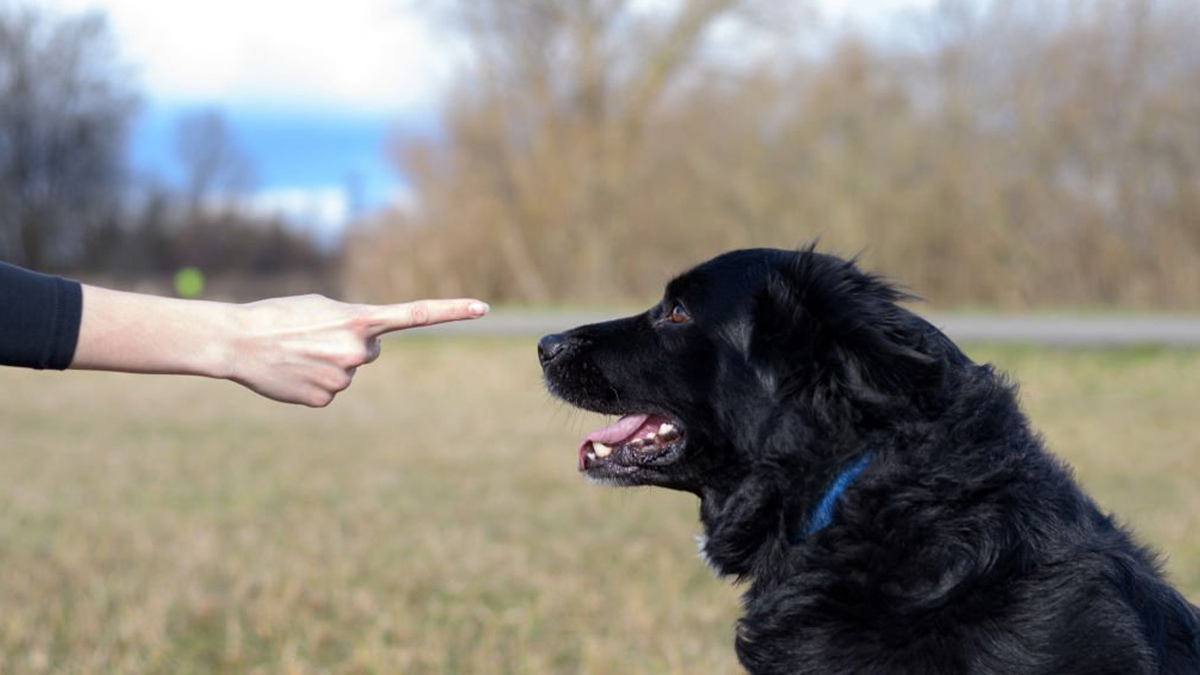 Köpek-Temel-Komut-Eğitimi--Hayır.jpg