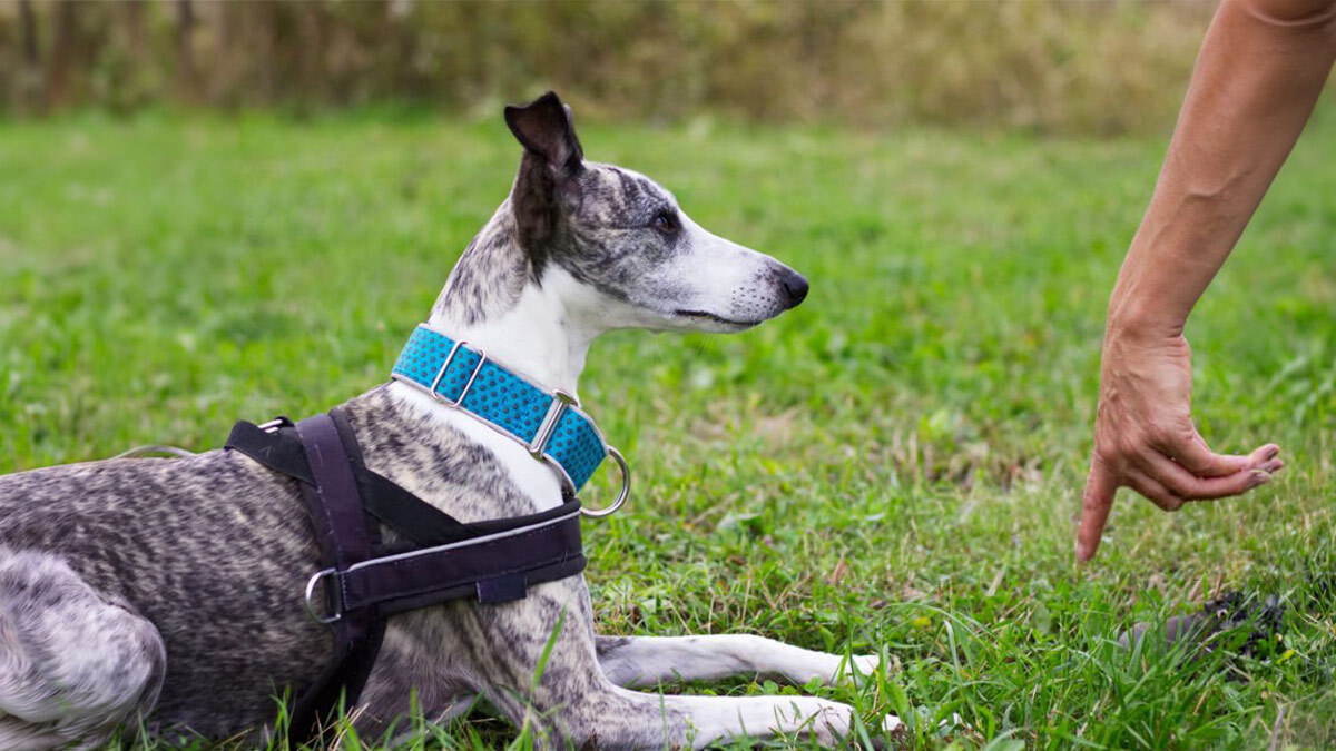 Köpek-Temel-Komut-Eğitimi--Otur.jpg
