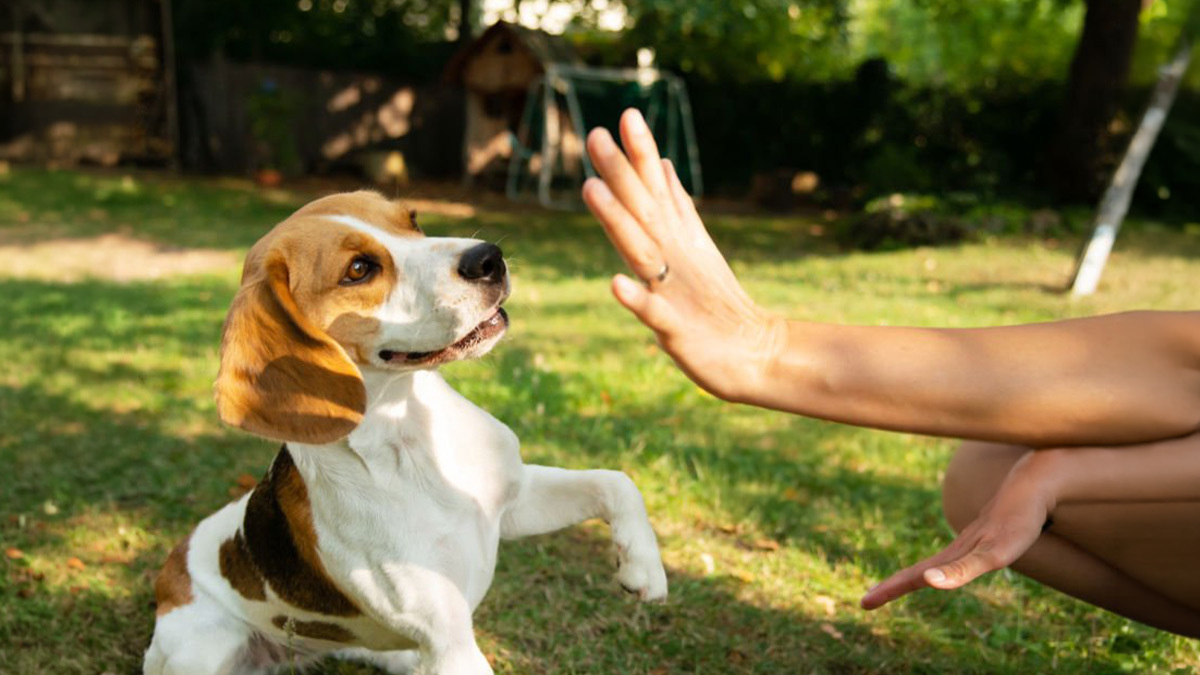 Köpek-Temel-Komut-Eğitimi-Dur.jpg