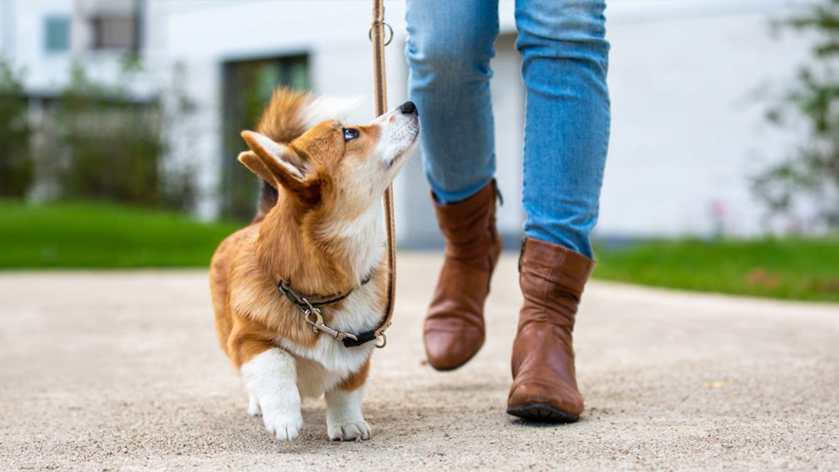 Köpek-Temel-Komut-Eğitimi-Topuk-.jpg