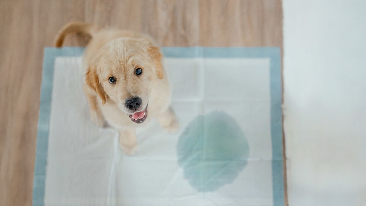 Köpek-Temel-Komut-Eğitimi-Tuvalet-Eğitimi-.jpg