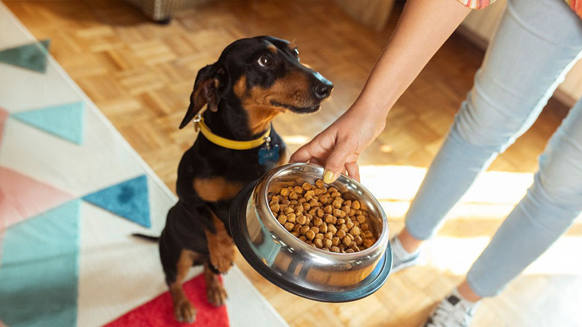 Köpek-Temel-Komut-Eğitimi-yeme-düzeni.jpg