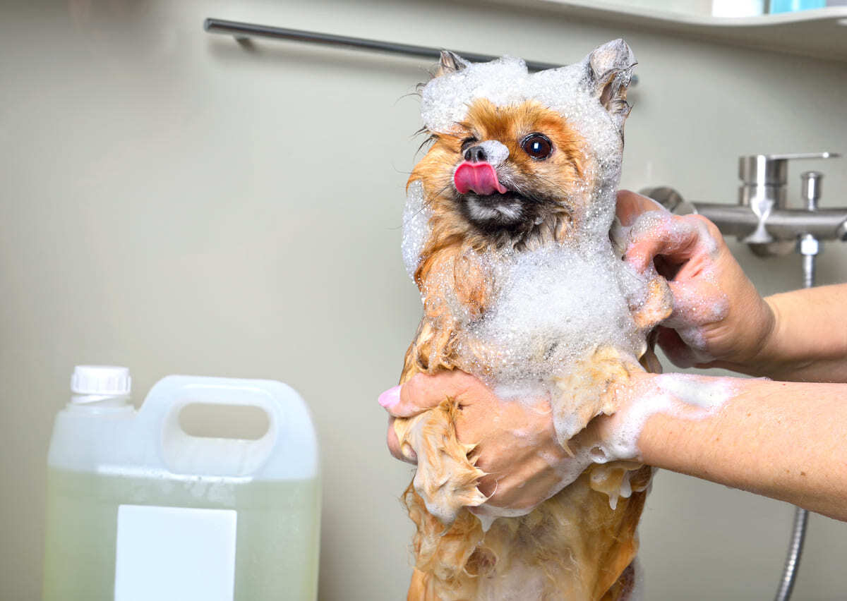 şampuanla yıkanan küçük ırk köpek