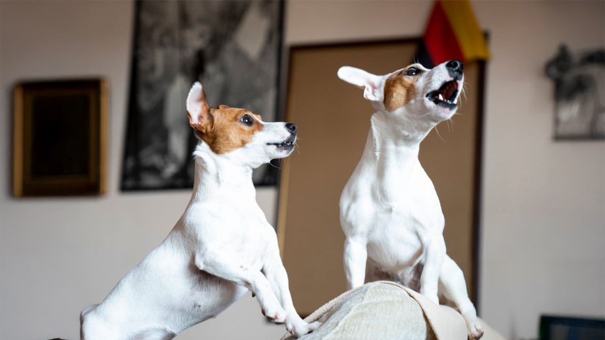 Köpekler-Neden-Ulur1.jpg