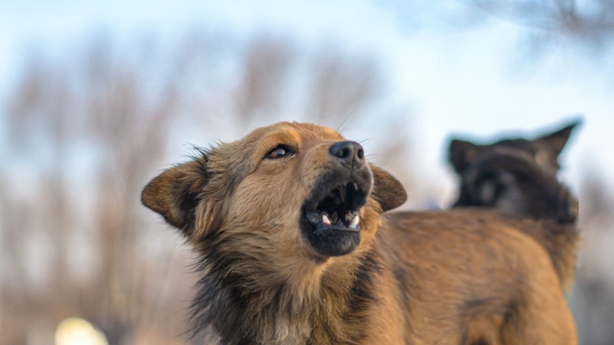 Köpekler-Neden-Ulur2.jpg