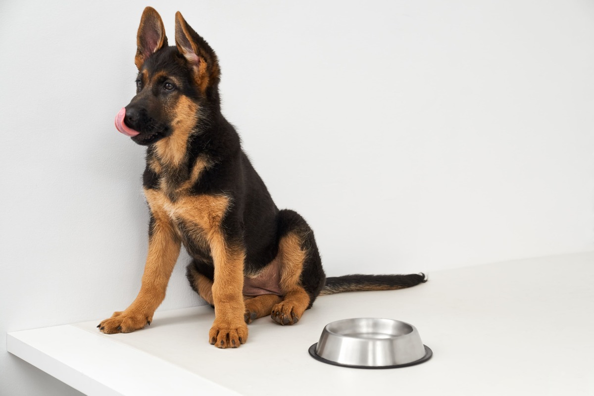 Köpekler-İçin-Beslenme-Düzeni-Neden-Önemli-1791885508.jpg