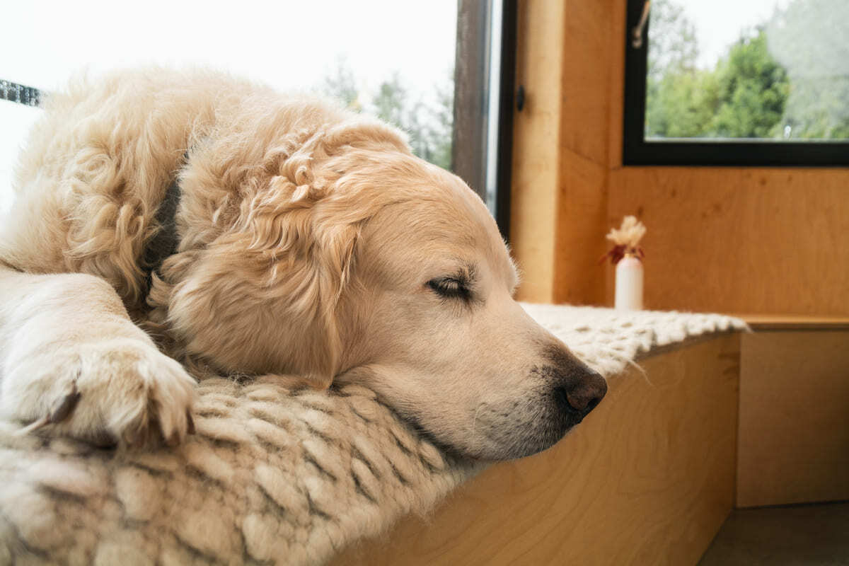uyuklayan köpek