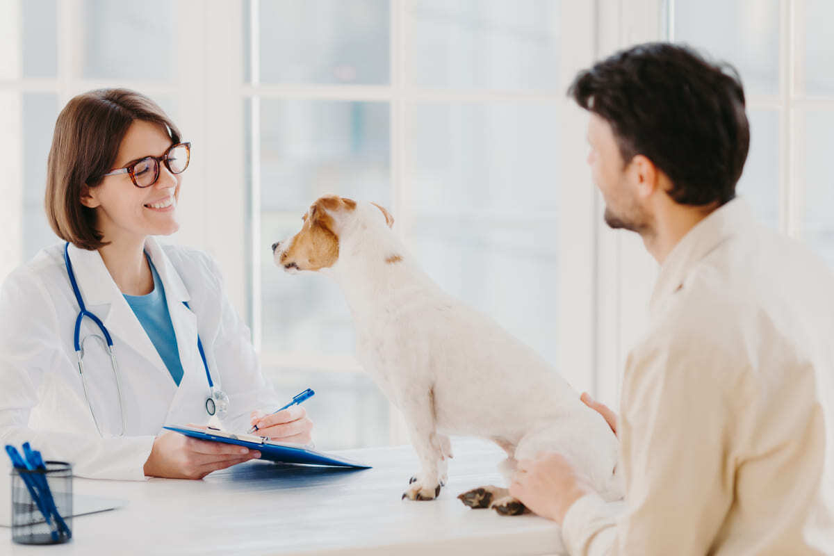 veteriner hekim tarafından kontrol edilen köpek