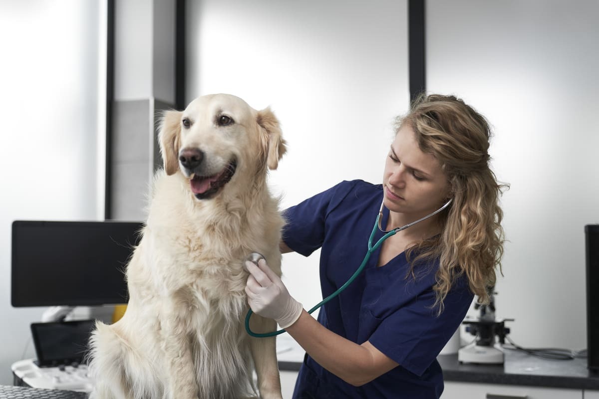 veteriner hekim tarafından muayene edilen büyük ırk köpek