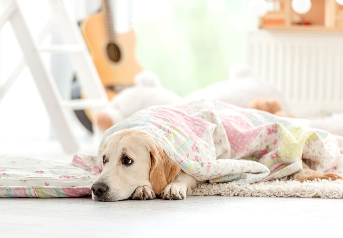 muayene edilen köpek