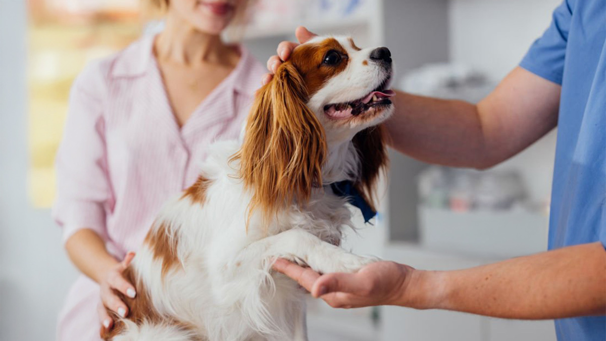 Köpeklerde-Aşı-ve-Aşı-Takvimi--sağlıklı-köpek.jpg