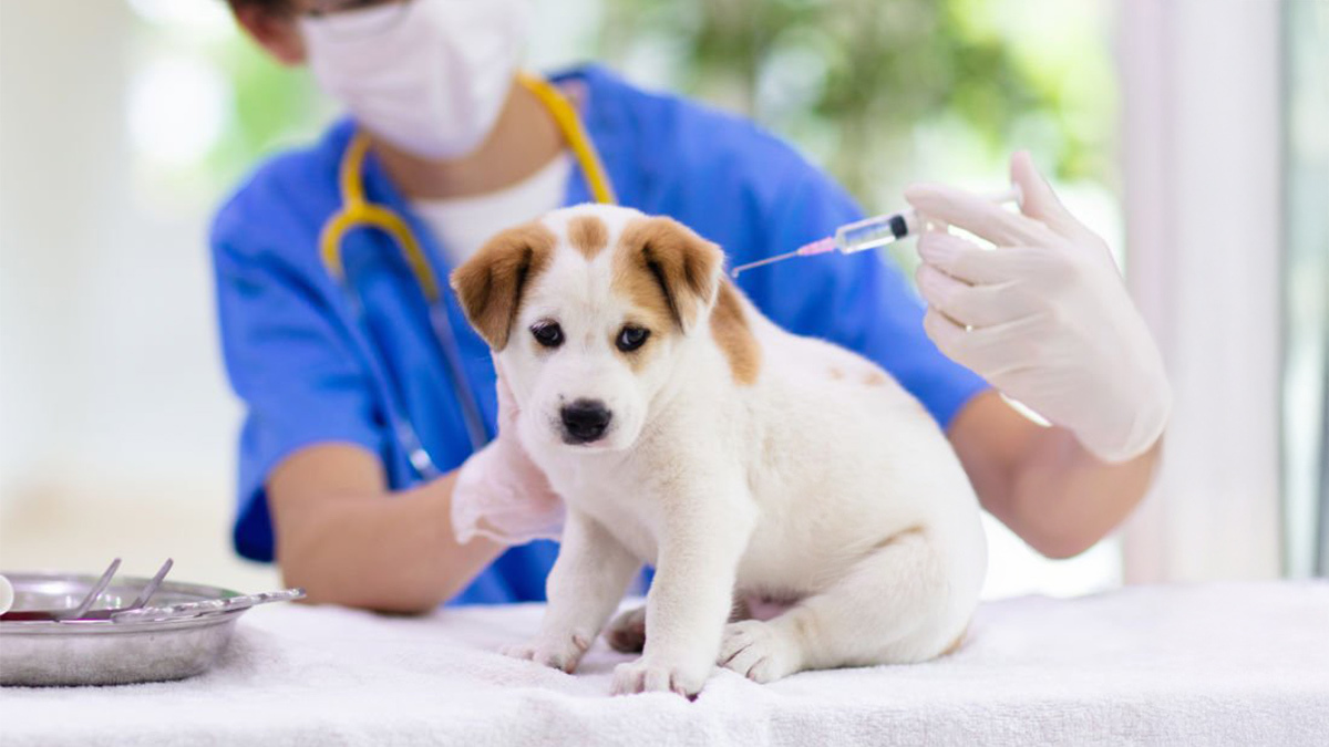 Köpeklerde-Aşı-ve-Aşı-Takvimi--yavru-köpek-aşılanması.jpg