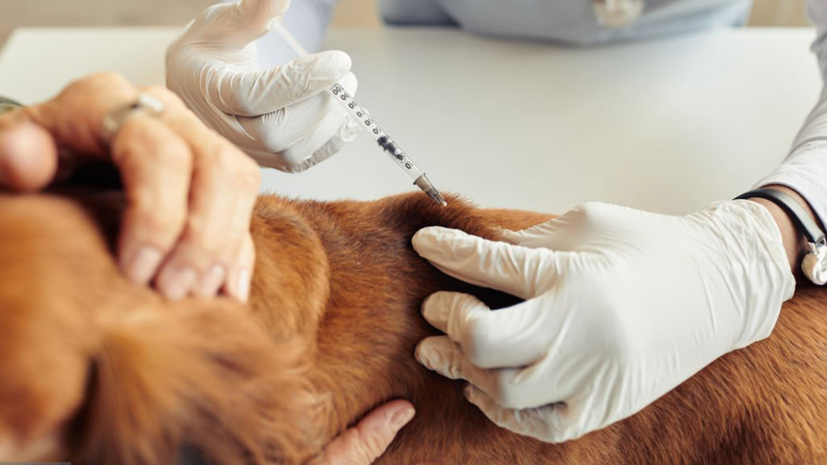 Köpeklerde-Aşı-ve-Aşı-Takvimi-1.jpg