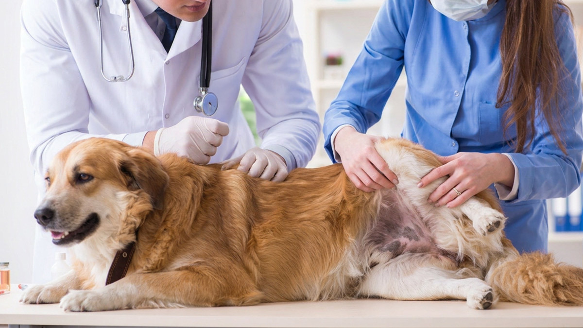 Köpeklerde-Deri-Siyahlaşması-Neden-Olur-1.jpg