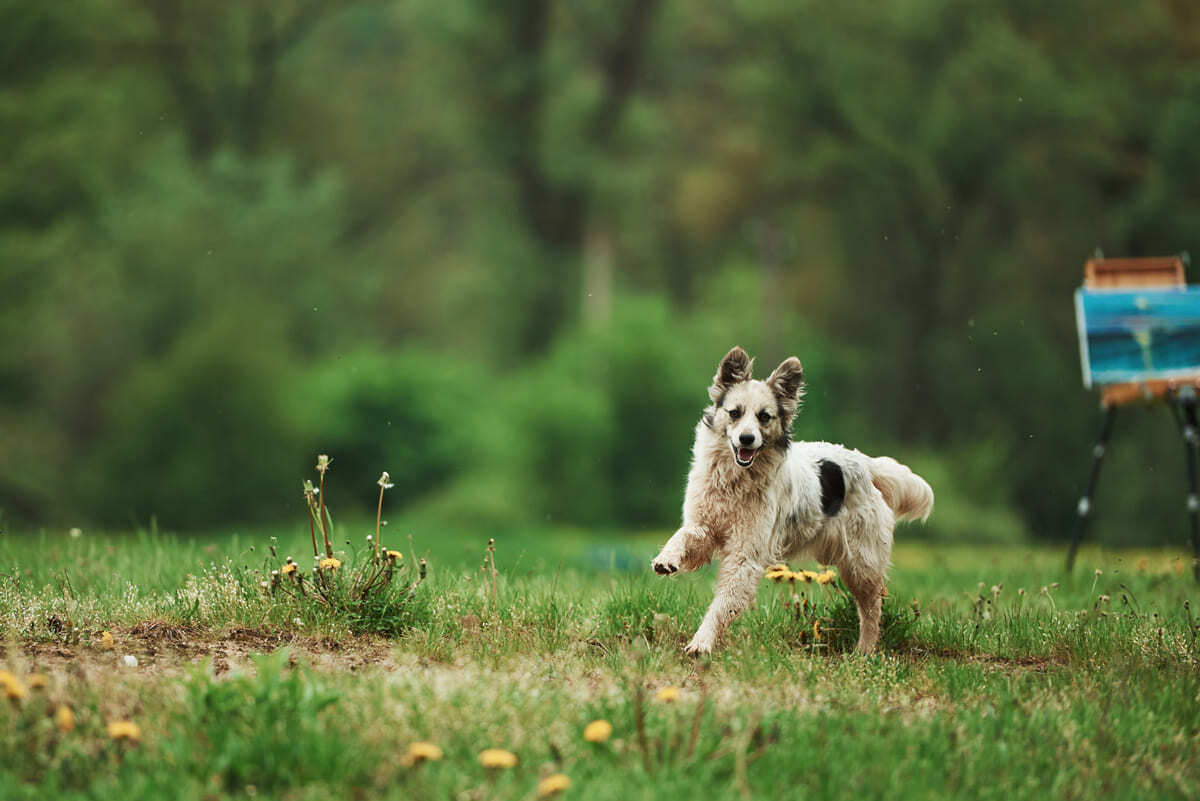 dışarda koşturan oynayan köpek
