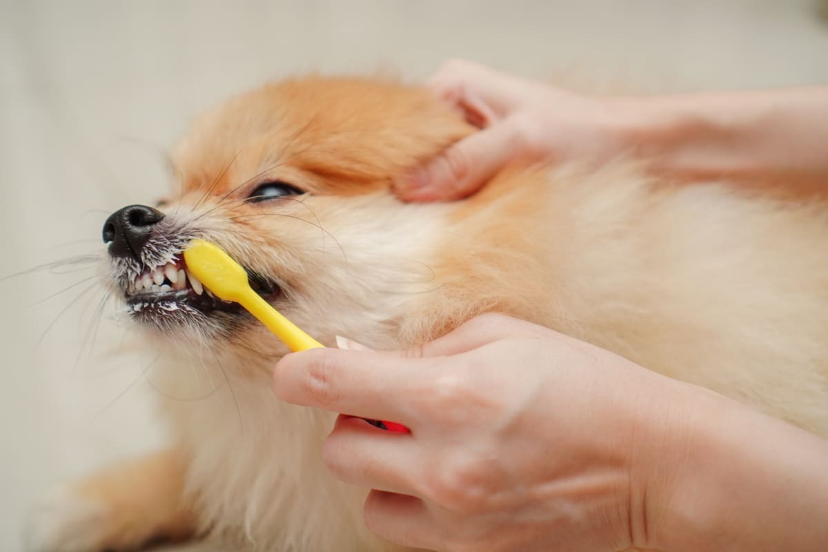 dişi fırçalanan köpek