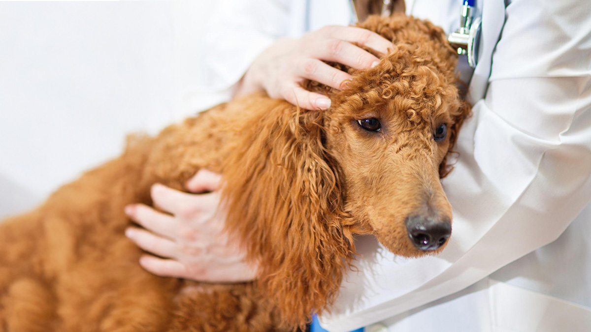 Köpeklerde-Gençlik-Hastalığı-İyileşir-mi-4.jpg