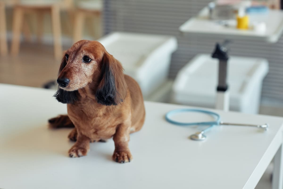 klinikte muayene edilmeyi bekleyen köpek